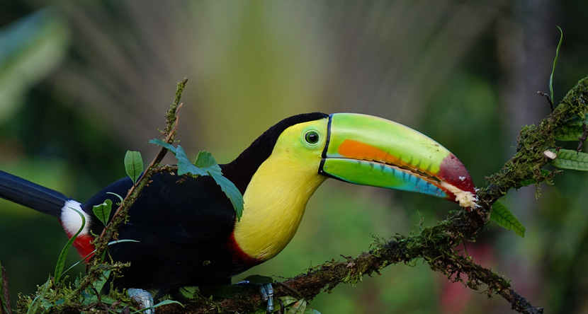 Costa Rica Tiere und Umwelt