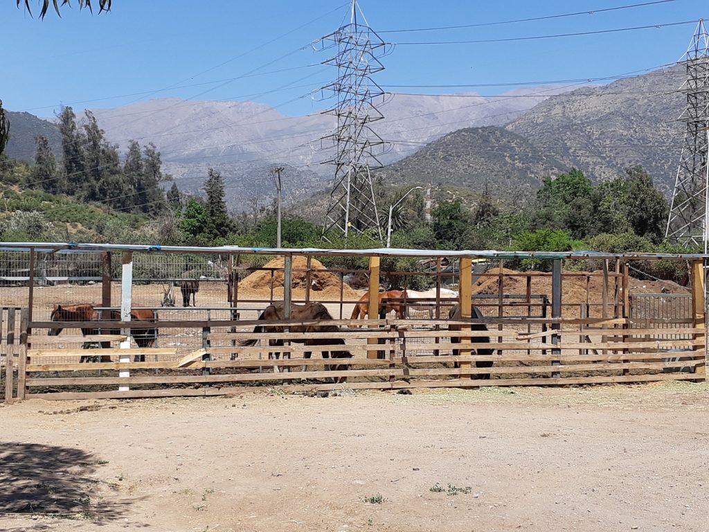 Freiwilligenarbeit in der Pferdetherapie Chile