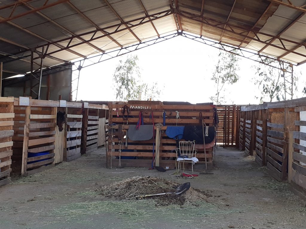 Freiwilligenarbeit in der Pferdetherapie Chile