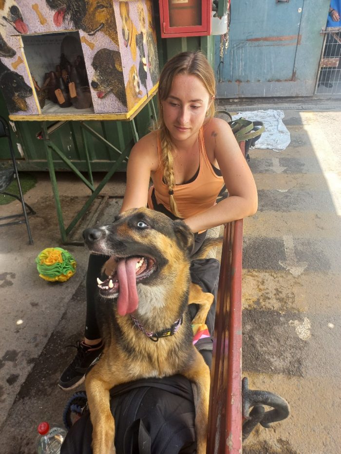 Volunteering in Chile: Support a dog rescue center in Santiago de Chile