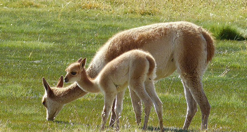 Tiere und Umwelt