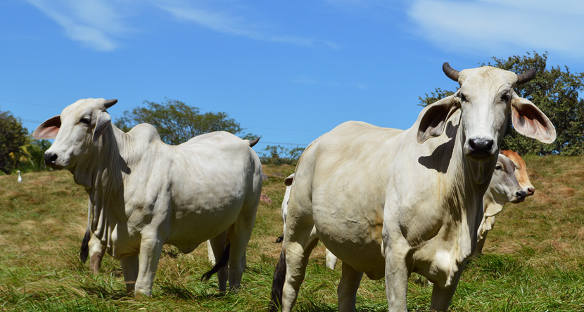 Costa Rica Farm Stay