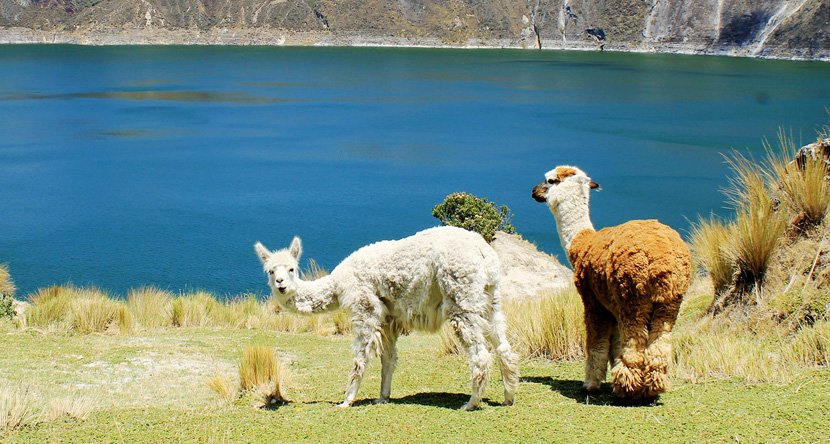 Sprachreise Ecuador